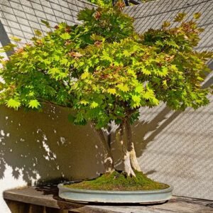 Bonsái Arce japonés