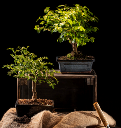 bonsáis con la maceta y fondo negro