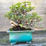 Bonsái